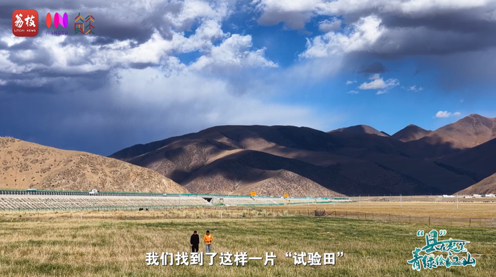 
上海肿瘤医院黄牛代挂号电话票贩子号贩子网上预约挂号,住院检查加快,“县”在起笔 青绿绘江山 | 牧育生机，“种草”高原“牛”日子