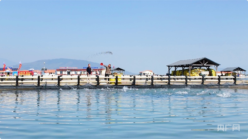 
杭州市人民医院黄牛代挂号电话票贩子号贩子网上预约挂号,住院检查加快,行进的海岸线｜潮起三都澳：一尾“金黄”跃居全国八成市场