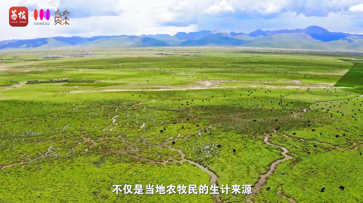 
上海肿瘤医院黄牛代挂号电话票贩子号贩子网上预约挂号,住院检查加快,“县”在起笔 青绿绘江山 | 牧育生机，“种草”高原“牛”日子