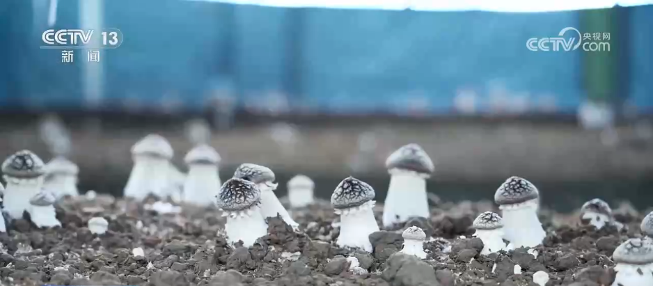 广州口腔医院黄牛代挂号电话票贩子号贩子网上预约挂号,住院检查加快,应对低温挑战 多地数措并举保障百姓“菜篮子”供应充足