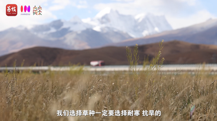 
上海肿瘤医院黄牛代挂号电话票贩子号贩子网上预约挂号,住院检查加快,“县”在起笔 青绿绘江山 | 牧育生机，“种草”高原“牛”日子