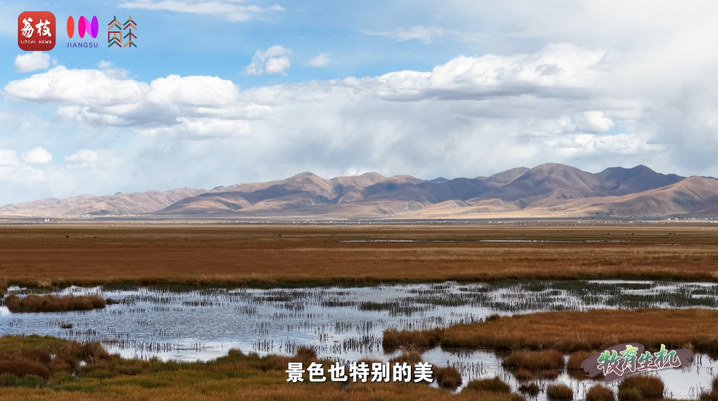 
上海肿瘤医院黄牛代挂号电话票贩子号贩子网上预约挂号,住院检查加快,“县”在起笔 青绿绘江山 | 牧育生机，“种草”高原“牛”日子