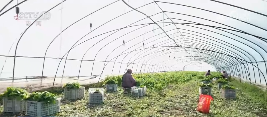 广州口腔医院黄牛代挂号电话票贩子号贩子网上预约挂号,住院检查加快,应对低温挑战 多地数措并举保障百姓“菜篮子”供应充足