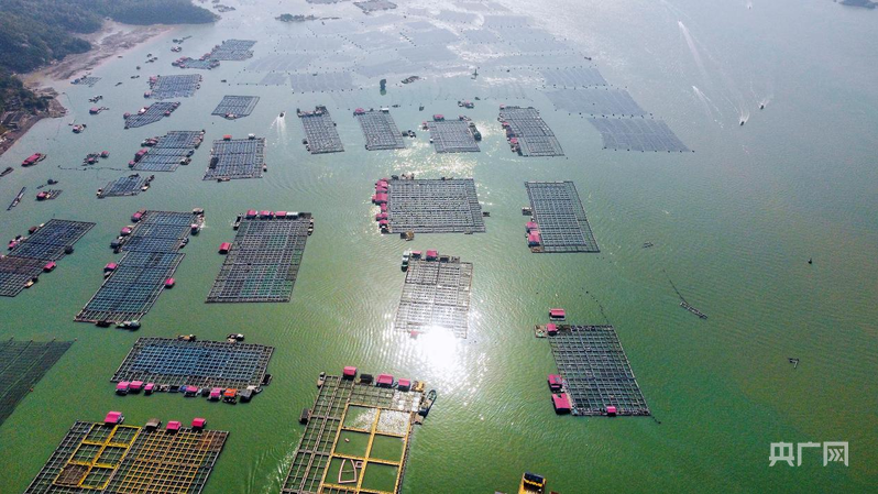 杭州市人民医院黄牛代挂号电话票贩子号贩子网上预约挂号,住院检查加快,行进的海岸线|潮起三都澳:一尾“金黄”跃居全国八成市场