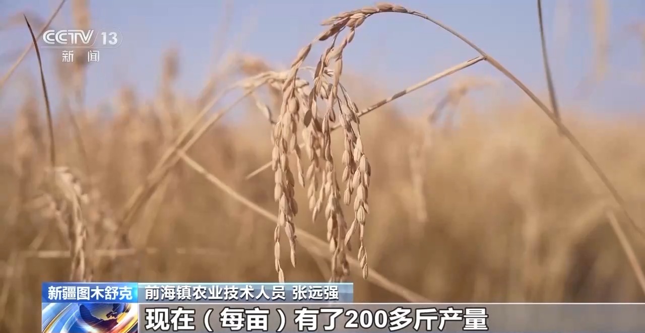 
南京各大医院黄牛代挂号电话票贩子号贩子网上预约挂号,住院检查加快,视频丨技术改良盐碱地 新疆图木舒克沙漠水稻迎丰收