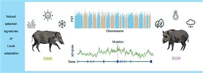 
沈阳各大医院黄牛代挂号电话票贩子号贩子网上预约挂号,住院检查加快,破解野猪百万年西迁的密码（科技瞭望）