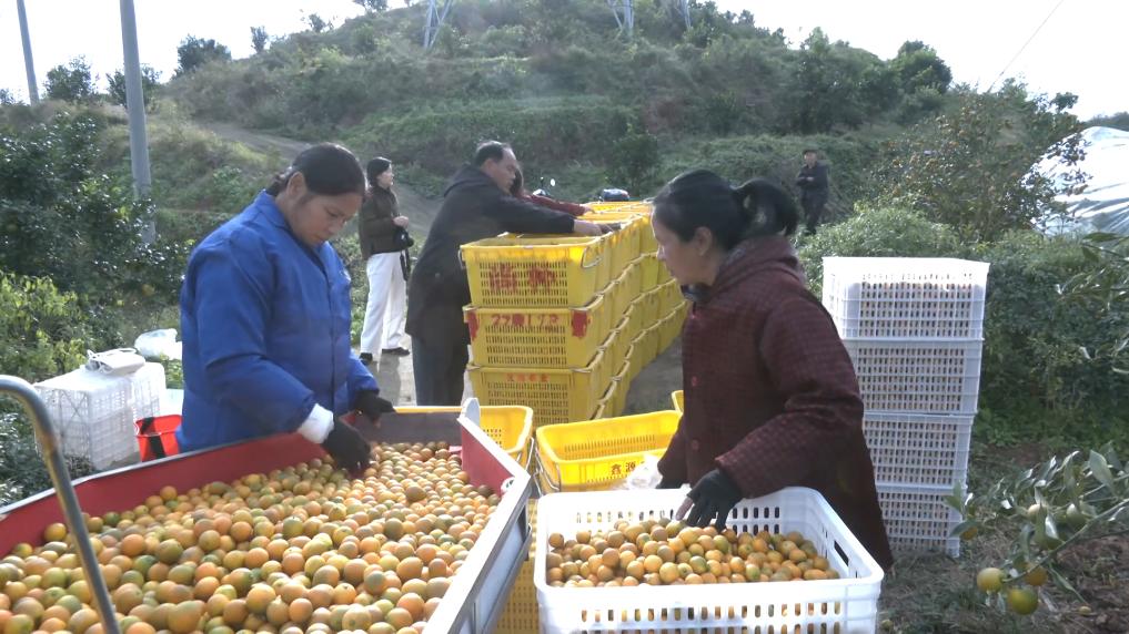 
北京各大医院黄牛代挂号电话票贩子号贩子网上预约挂号,住院检查加快,冬日暖阳里 听一首乡村振兴交响曲