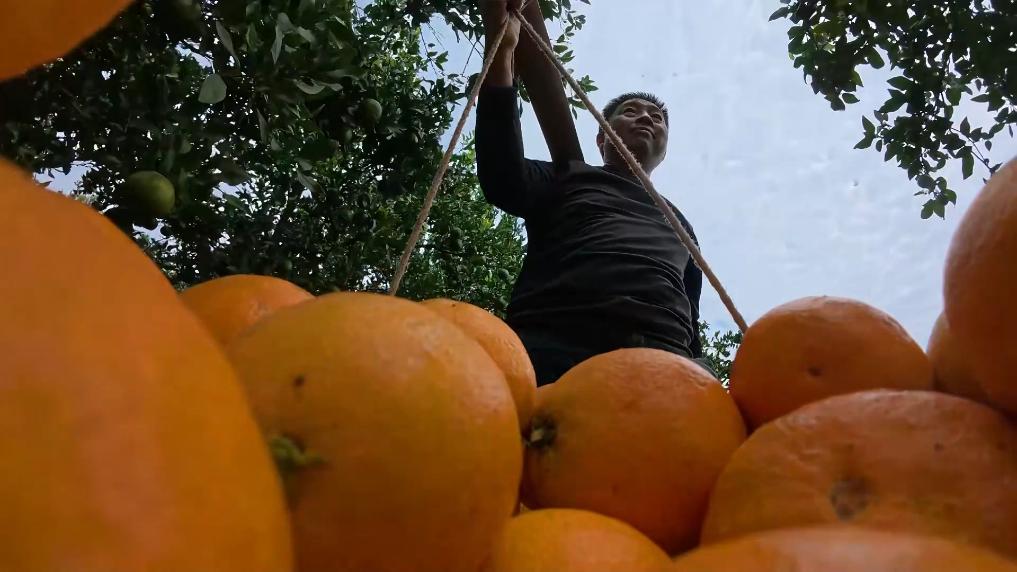 
北京各大医院黄牛代挂号电话票贩子号贩子网上预约挂号,住院检查加快,冬日暖阳里 听一首乡村振兴交响曲