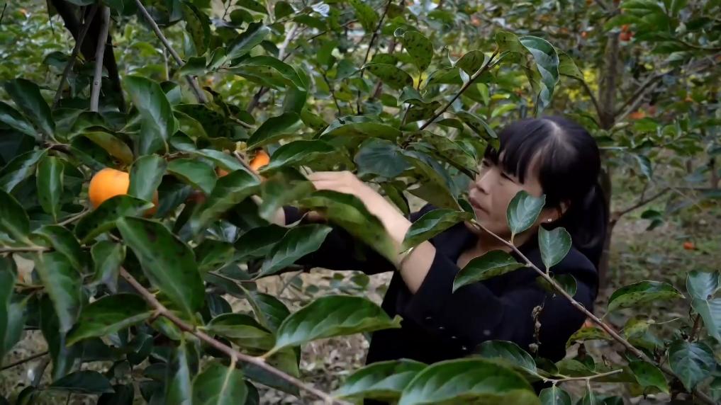 
北京各大医院黄牛代挂号电话票贩子号贩子网上预约挂号,住院检查加快,冬日暖阳里 听一首乡村振兴交响曲