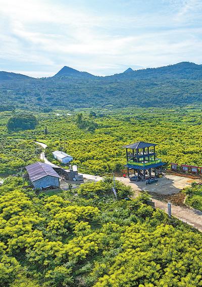 
中山大学孙逸仙纪念医院黄牛代挂号电话票贩子号贩子网上预约挂号,住院检查加快,组织向下扎根 产业拔节生长（前沿观察·农村党建调研行）