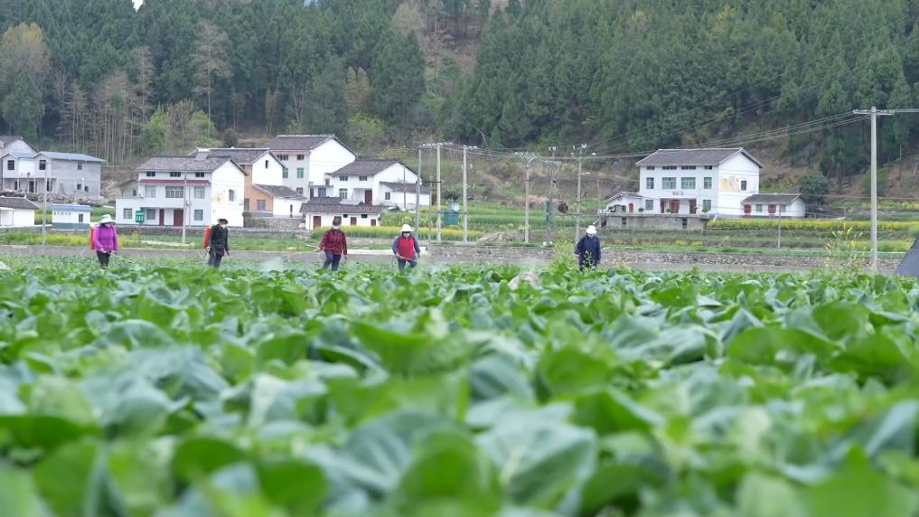 
北京各大医院黄牛代挂号电话票贩子号贩子网上预约挂号,住院检查加快,冬日暖阳里 听一首乡村振兴交响曲