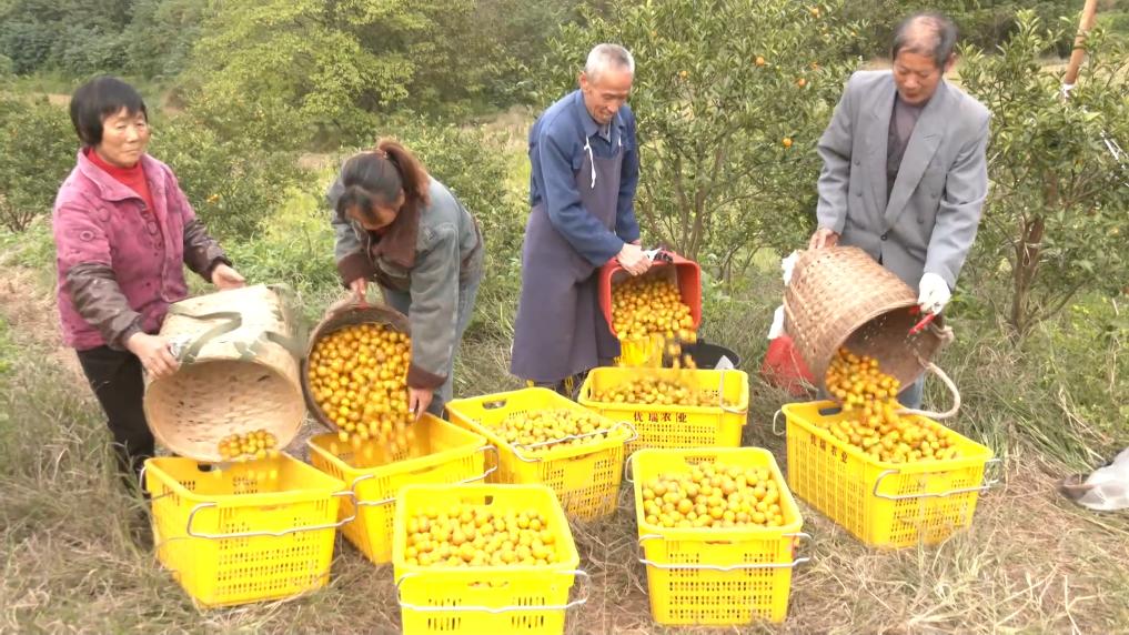 
北京各大医院黄牛代挂号电话票贩子号贩子网上预约挂号,住院检查加快,冬日暖阳里 听一首乡村振兴交响曲