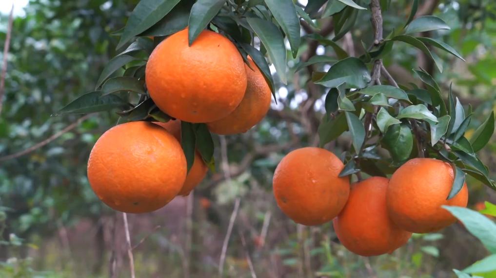 
北京各大医院黄牛代挂号电话票贩子号贩子网上预约挂号,住院检查加快,冬日暖阳里 听一首乡村振兴交响曲