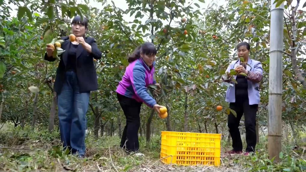 
北京各大医院黄牛代挂号电话票贩子号贩子网上预约挂号,住院检查加快,冬日暖阳里 听一首乡村振兴交响曲