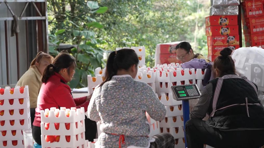 
北京各大医院黄牛代挂号电话票贩子号贩子网上预约挂号,住院检查加快,冬日暖阳里 听一首乡村振兴交响曲