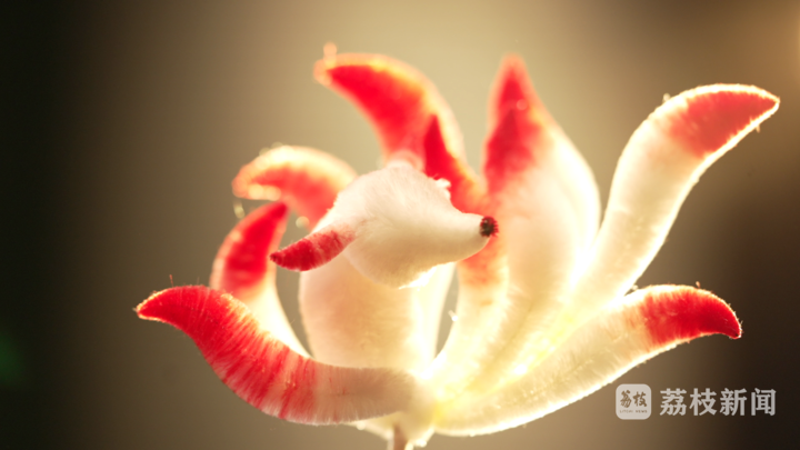 
广州肿瘤医院黄牛代挂号电话票贩子号贩子网上预约挂号,住院检查加快,何以中国 | 南京绒花：匠心传古艺 妙手生绒花