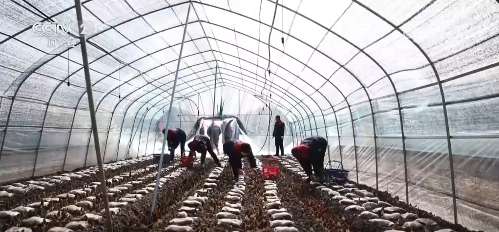 
中山大学附属第一医院黄牛代挂号电话票贩子号贩子网上预约挂号,住院检查加快,神州大地万象“耕”新 希望田野奏响春耕春管“交响曲”