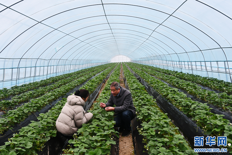 天津肿瘤医院黄牛代挂号电话票贩子号贩子网上预约挂号,住院检查加快,尝一口春鲜 草莓大棚藏着“致富妙方”