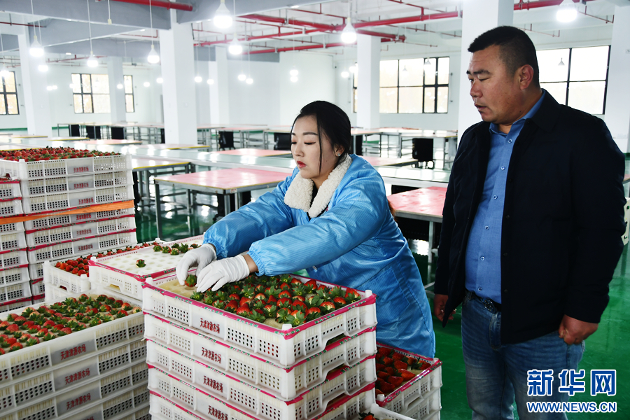 天津肿瘤医院黄牛代挂号电话票贩子号贩子网上预约挂号,住院检查加快,尝一口春鲜 草莓大棚藏着“致富妙方”