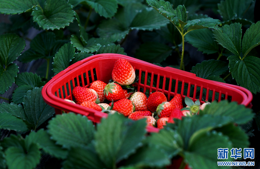 天津肿瘤医院黄牛代挂号电话票贩子号贩子网上预约挂号,住院检查加快,尝一口春鲜 草莓大棚藏着“致富妙方”
