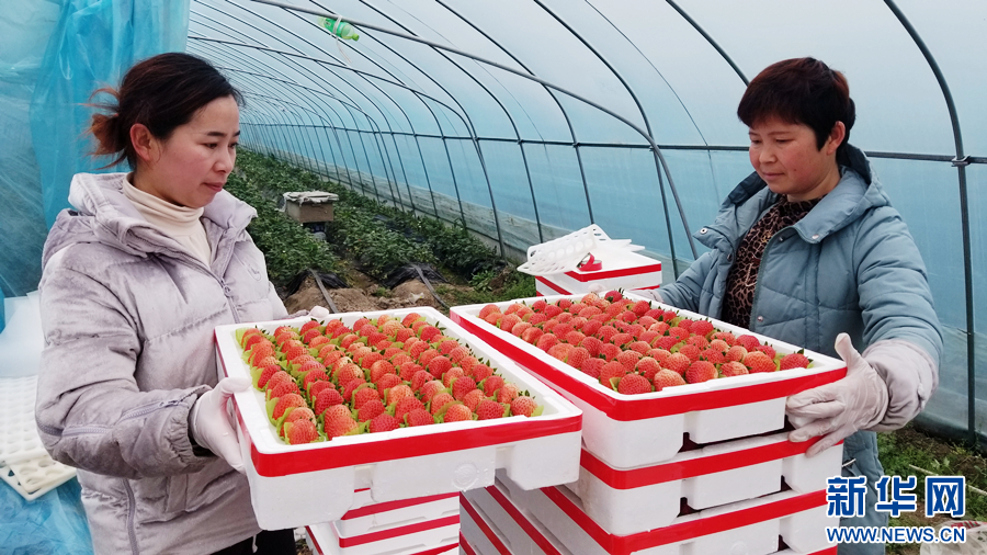天津肿瘤医院黄牛代挂号电话票贩子号贩子网上预约挂号,住院检查加快,尝一口春鲜 草莓大棚藏着“致富妙方”