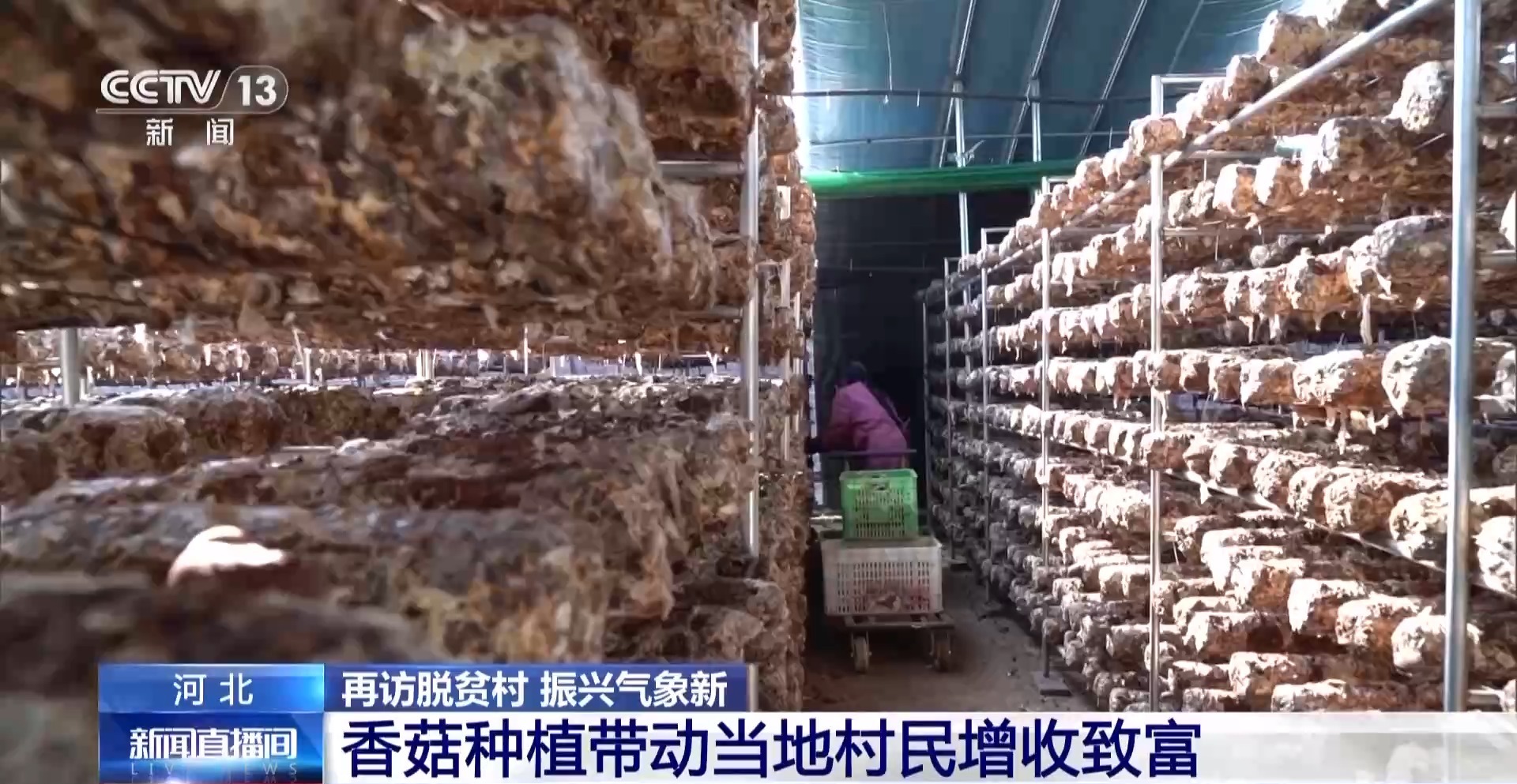 
南京儿童医院黄牛代挂号电话票贩子号贩子网上预约挂号,住院检查加快,小香菇做成大产业 务工车间开到家门口！来看脱贫村里新气象