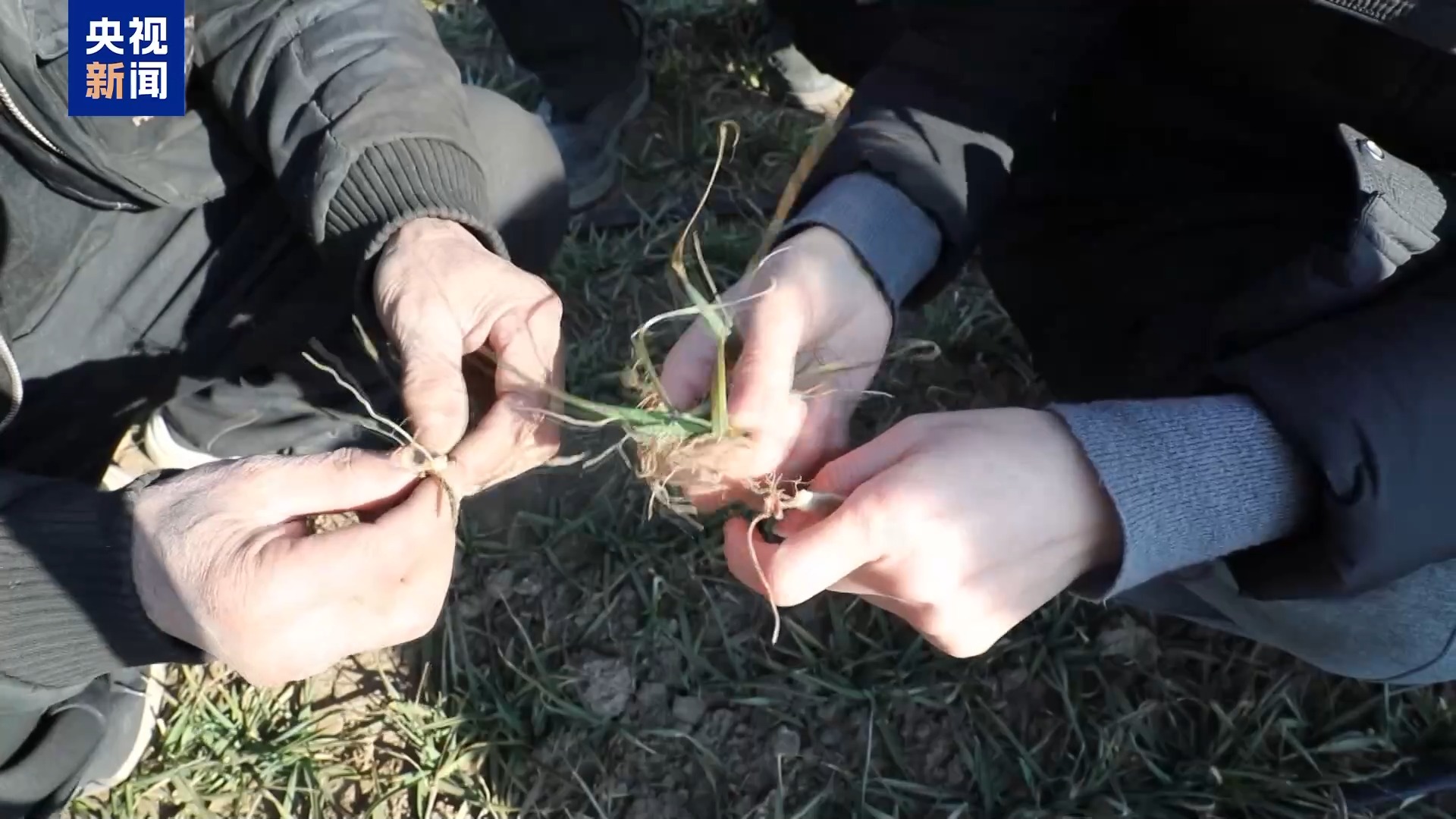 
北大医院黄牛代挂号电话票贩子号贩子网上预约挂号,住院检查加快,农技人员把“麦”问诊 “面对面+手把手”助力春耕