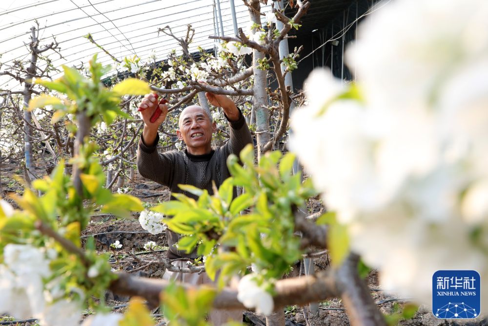 
北京同仁医院黄牛代挂号电话票贩子号贩子网上预约挂号,住院检查加快,春到田头处处忙