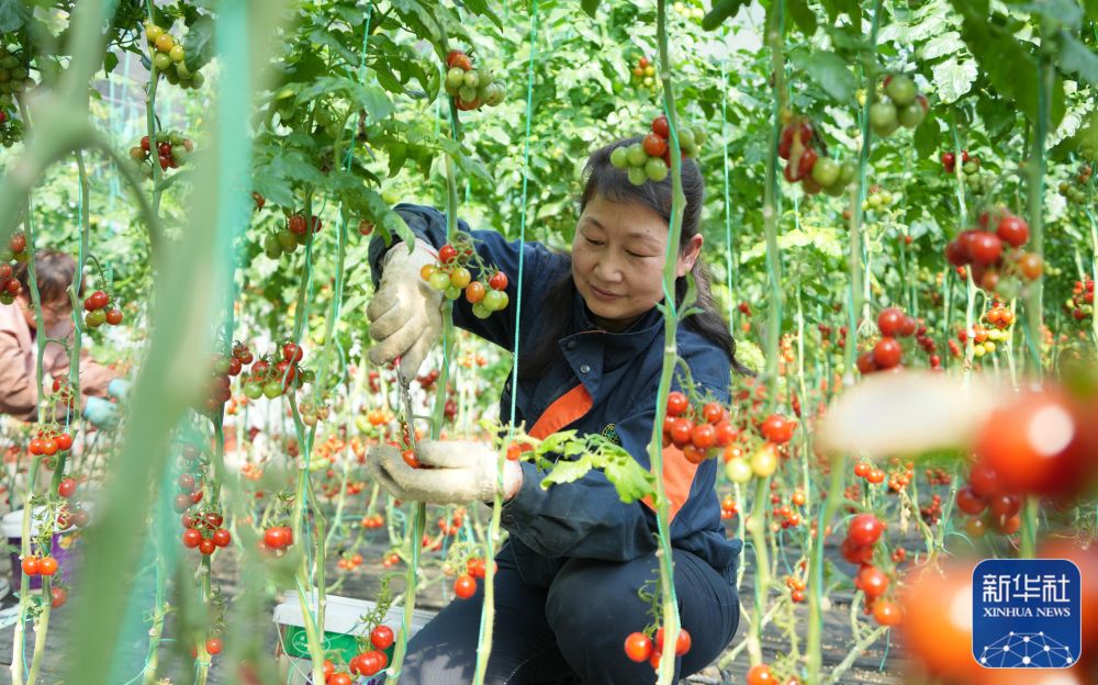 
北京同仁医院黄牛代挂号电话票贩子号贩子网上预约挂号,住院检查加快,春到田头处处忙