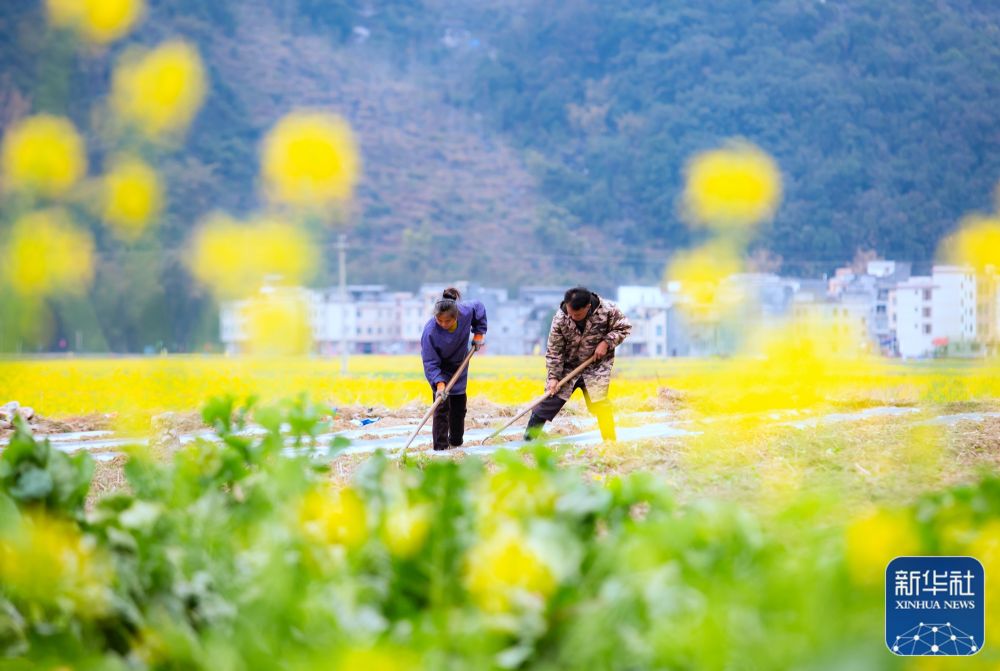 
北京同仁医院黄牛代挂号电话票贩子号贩子网上预约挂号,住院检查加快,春到田头处处忙