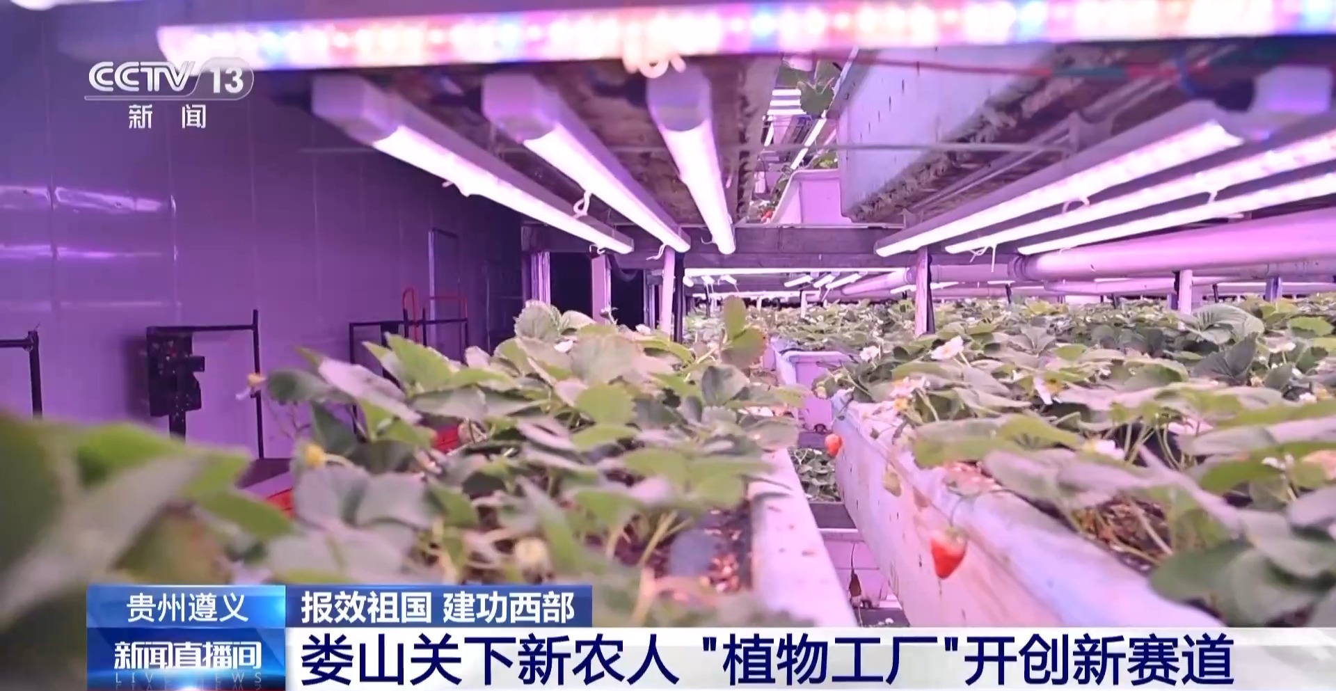
上海肿瘤医院黄牛代挂号电话票贩子号贩子网上预约挂号,住院检查加快,报效祖国 建功西部丨娄山关下新农人 “植物工厂”开创新赛道