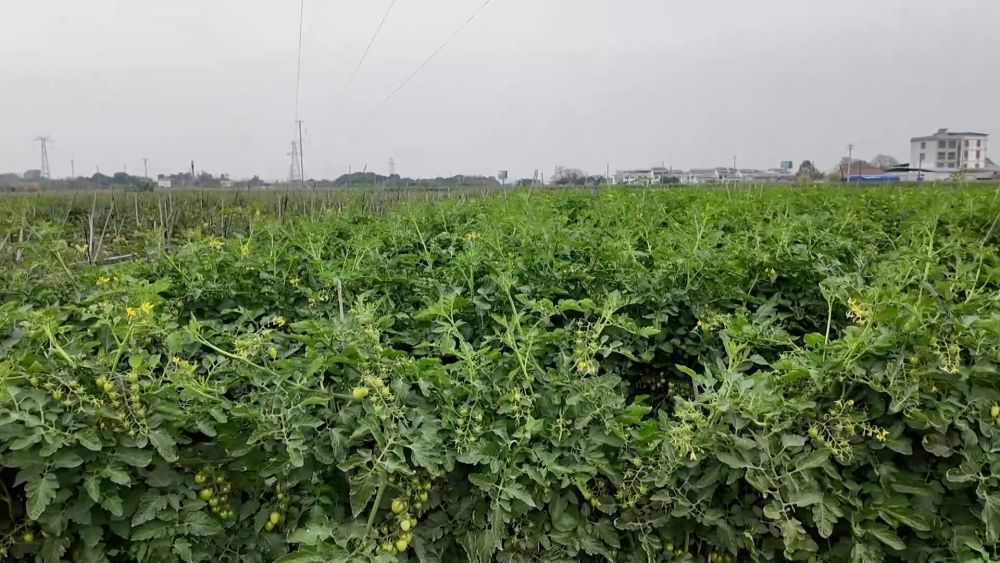
北京301医院黄牛代挂号电话票贩子号贩子网上预约挂号,住院检查加快,新华视点｜产业“破题” 绘就振兴“答卷”