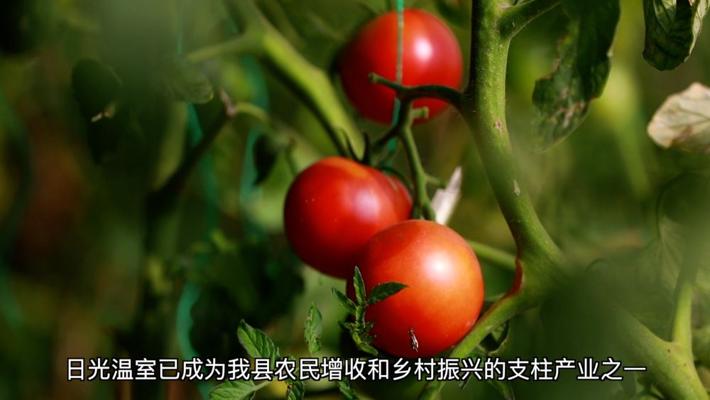 
北京301医院黄牛代挂号电话票贩子号贩子网上预约挂号,住院检查加快,新华视点｜产业“破题” 绘就振兴“答卷”