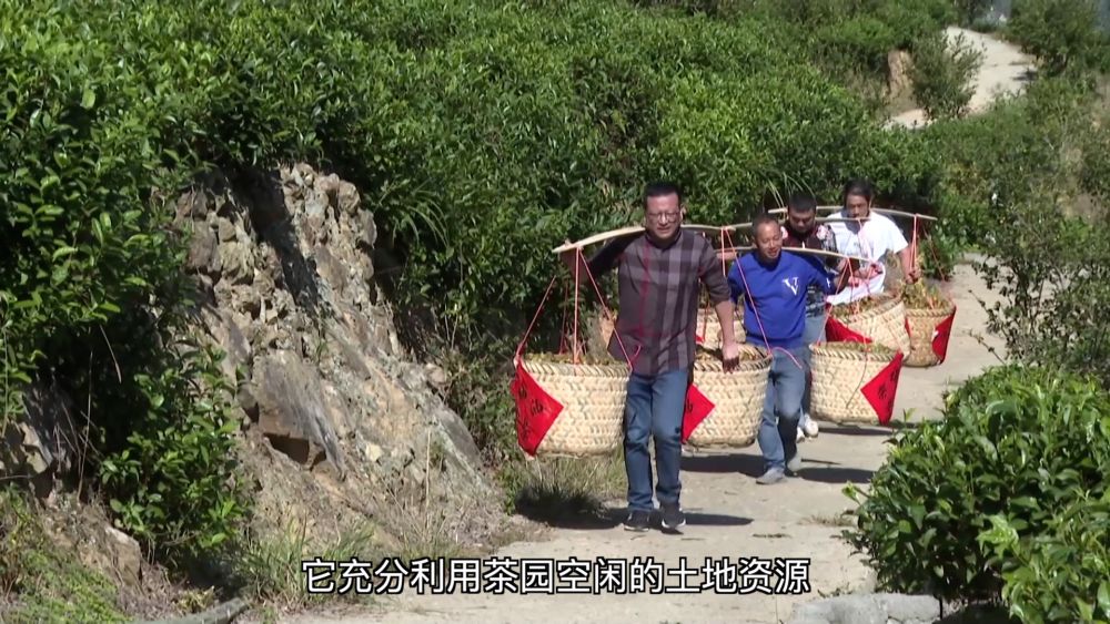 
北京301医院黄牛代挂号电话票贩子号贩子网上预约挂号,住院检查加快,新华视点｜产业“破题” 绘就振兴“答卷”