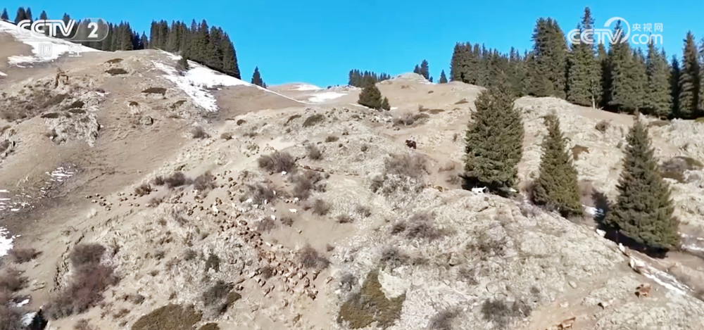 
北京朝阳医院黄牛代挂号电话票贩子号贩子网上预约挂号,住院检查加快,新疆伊犁11.7万只牲畜开启春季转场 “服务站+服务队”为牧民保驾护航