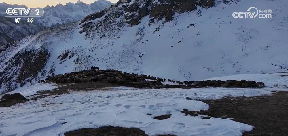 
北京朝阳医院黄牛代挂号电话票贩子号贩子网上预约挂号,住院检查加快,新疆伊犁11.7万只牲畜开启春季转场 “服务站+服务队”为牧民保驾护航