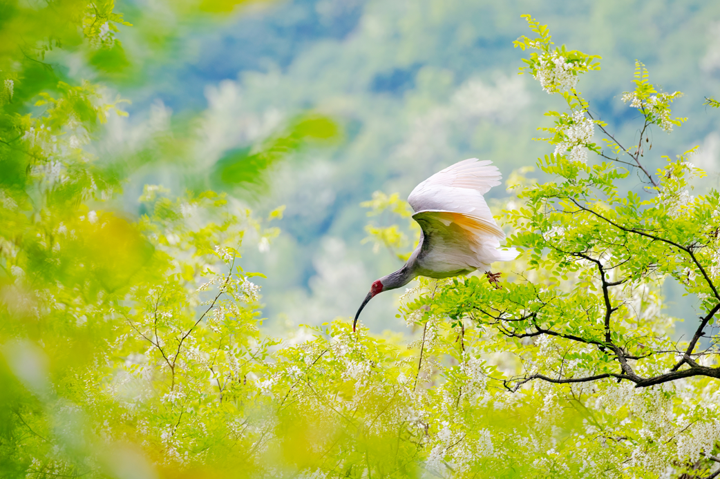 杭州市一医院黄牛代挂号电话票贩子号贩子网上预约挂号,住院检查加快,AI时政画报 | 秦岭鹭舞