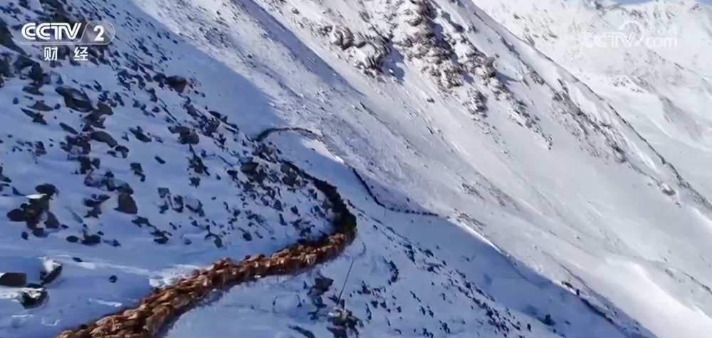 
北京朝阳医院黄牛代挂号电话票贩子号贩子网上预约挂号,住院检查加快,新疆伊犁11.7万只牲畜开启春季转场 “服务站+服务队”为牧民保驾护航