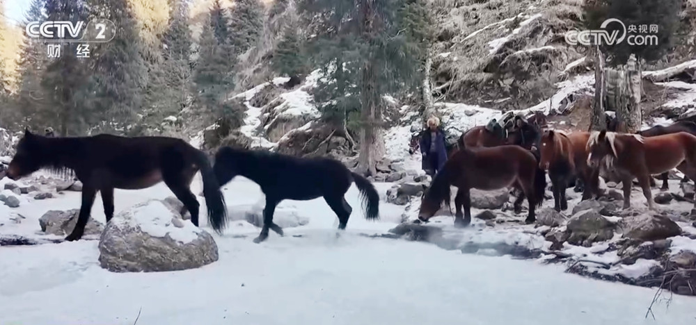 
北京朝阳医院黄牛代挂号电话票贩子号贩子网上预约挂号,住院检查加快,新疆伊犁11.7万只牲畜开启春季转场 “服务站+服务队”为牧民保驾护航