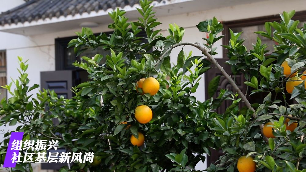 
广州中医院黄牛代挂号电话票贩子号贩子网上预约挂号,住院检查加快,微视频｜看广袤乡村新面貌 绘乡村振兴锦绣图