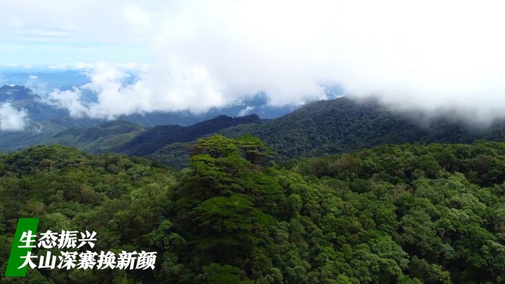 
广州中医院黄牛代挂号电话票贩子号贩子网上预约挂号,住院检查加快,微视频｜看广袤乡村新面貌 绘乡村振兴锦绣图