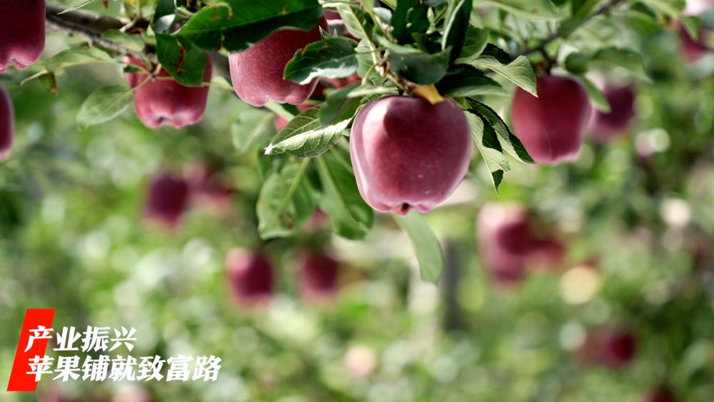 
广州中医院黄牛代挂号电话票贩子号贩子网上预约挂号,住院检查加快,微视频｜看广袤乡村新面貌 绘乡村振兴锦绣图
