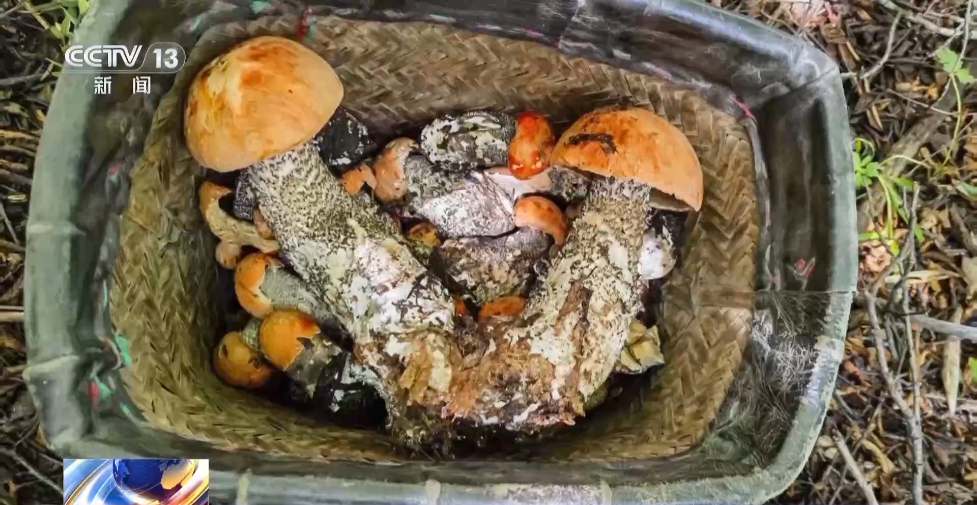 
江苏省人民医院黄牛代挂号电话票贩子号贩子网上预约挂号,住院检查加快,报效祖国 建功西部丨90后扎根高原11年 带领村民解锁致富新方式