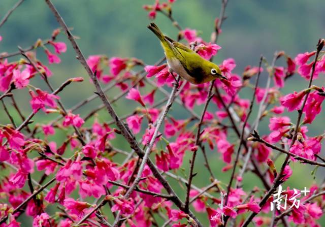
广州肿瘤医院黄牛代挂号电话票贩子号贩子网上预约挂号,住院检查加快,文化中国行·立春｜福到人间草木新，轻鞭春牛祈丰年