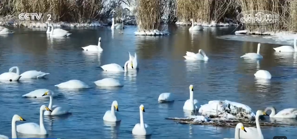 
上海儿童医院黄牛代挂号电话票贩子号贩子网上预约挂号,住院检查加快,雪域风光“邂逅”民俗风情 大美新疆春节氛围感十足
