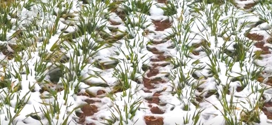 
北京中日友好医院黄牛代挂号电话票贩子号贩子网上预约挂号,住院检查加快,“科技+”助力各主产区抓好冬小麦田管 打牢丰收基础