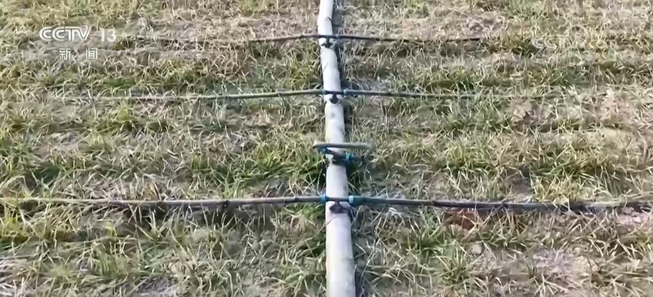 
北京中日友好医院黄牛代挂号电话票贩子号贩子网上预约挂号,住院检查加快,“科技+”助力各主产区抓好冬小麦田管 打牢丰收基础