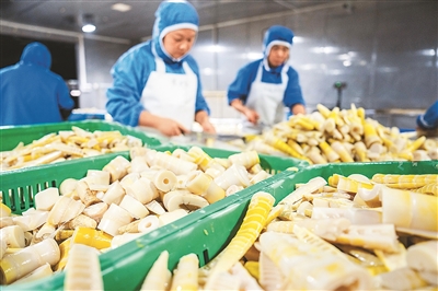 
北京八大处整形医院黄牛代挂号电话票贩子号贩子网上预约挂号,住院检查加快,小竹子做成大产业