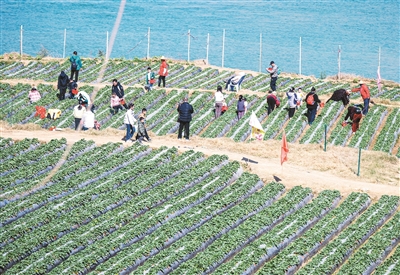 
杭州市七医院黄牛代挂号电话票贩子号贩子网上预约挂号,住院检查加快,采摘草莓（侨乡新貌）