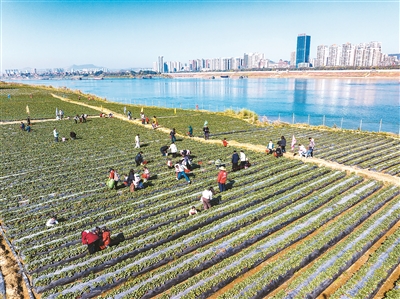 
杭州市七医院黄牛代挂号电话票贩子号贩子网上预约挂号,住院检查加快,采摘草莓（侨乡新貌）